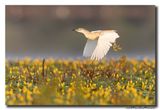 Ralreiger - Squacco Heron