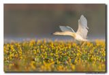 Ralreiger - Squacco Heron