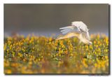 Ralreiger - Squacco Heron