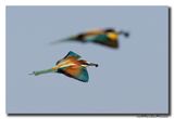 Bijeneter - Bee-eater