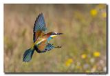 Bijeneter - Bee-eater