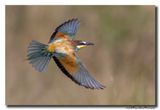 Bijeneter - Bee-eater