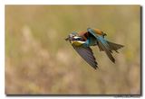 Bijeneter - Bee-eater