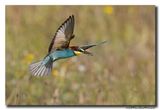 Bijeneter - Bee-eater