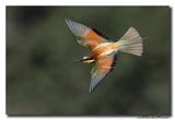 Bijeneter - Bee-eater