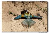 Bijeneter - Bee-eater