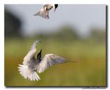 Witwangstern - Whiskered Tern