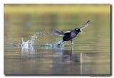 Meerkoet - Coot