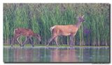 Edelhert - Red Deer