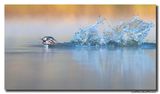 Fuut - Great Crested Grebe