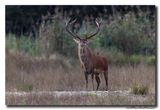 Edelhert - Red Deer