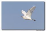 Koereiger - Cattle Egret