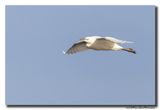 Koereiger - Cattle Egret