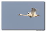 Knobbelzwaan - Mute Swan