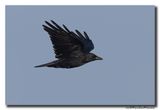 Zwarte Kraai - Carrion Crow