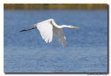 Grote Zilverreiger - Great Egret