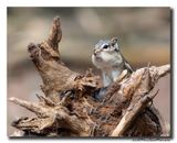 Siberische grondeekhoorn - Siberian Chipmunk