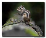 Siberische grondeekhoorn - Siberian Chipmunk