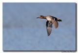 Wintertaling - Eurasian Teal