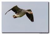 Grauwe Gans - Greylag Goose