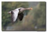 Grauwe Gans - Greylag Goose