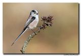 Staartmees - Long-tailed Tit