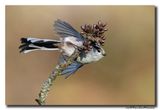 Staartmees - Long-tailed Tit