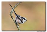 Staartmees - Long-tailed Tit