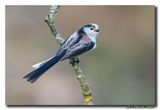 Staartmees - Long-tailed Tit