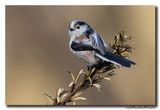 Staartmees - Long-tailed Tit
