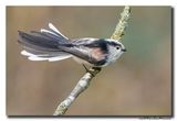 Staartmees - Long-tailed Tit