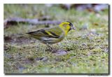 Sijs - Siskin