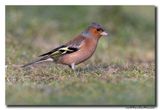 Vink - Chaffinch