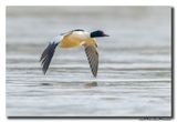 Grote Zaagbek - Goosander