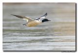 Grote Zaagbek - Goosander