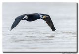 Aalscholver - Great Cormorant