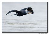 Aalscholver - Great Cormorant