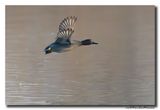 Wintertaling - Eurasian Teal