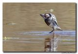 Zomertaling - Garganey