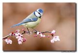 Pimpelmees - Blue Tit