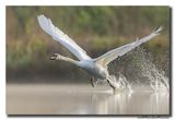 Knobbelzwaan - Mute Swan