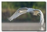 Knobbelzwaan - Mute Swan