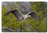 Blauwe Reiger - Grey Heron