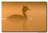 Fuut - Great Crested Grebe