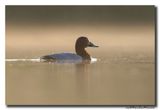 Tafeleend - Pochard