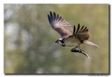 Visarend - Osprey