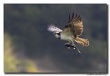 Visarend - Osprey