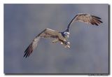 Visarend - Osprey
