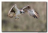 Visarend - Osprey