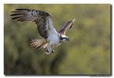 Visarend - Osprey